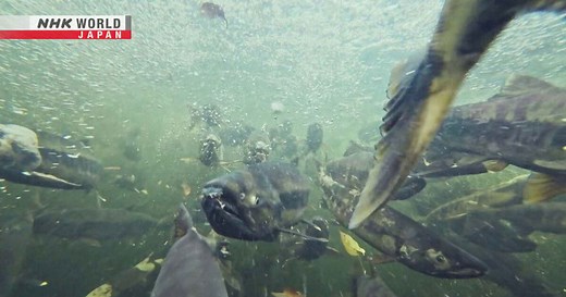 Endangered Journey: The Decline of Japan's Chum Salmon - IMPACTS: Climates Change the World