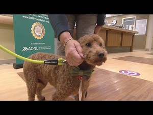 UW Health Swedish American seeks more volunteers for Caring Canines program