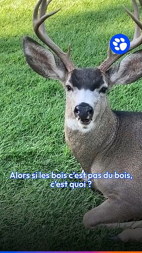 Les bois des cerfs sont-ils vraiment en bois ? Regardez la vidéo pour découvrir la réponse 👀 #epicurieux #vulgarisation #culturegenerale #animaux #cerf #bois | Epicurieux