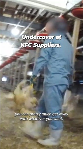 ‪@kfc‬ Supplier Exposed: What Happens to Chickens Before Your Meal