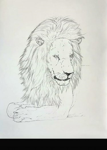 Dessin de lion réaliste étape par étape! #art #lion #dessin