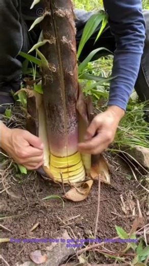 How to Peel a Bamboo Shoot Perfectly