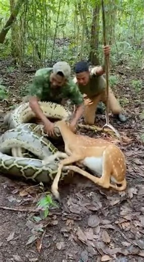 Hunters Freed Deer From Python Coils in Seconds🤯😱 #PythonVsDeer #HandRescue #JungleSave