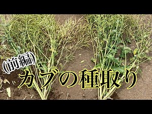 カブの種取り編〜前編〜