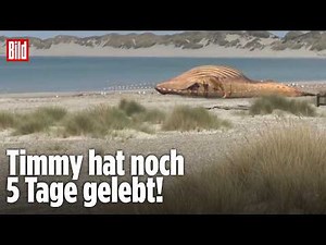 Neue Trackerdaten: Buckelwal Timmy lebte nach Freilassung noch fünf Tage