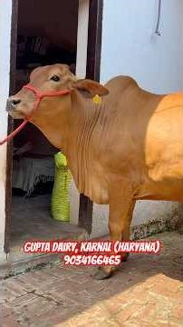 20 Litre Capacity Heavy Body Sahiwal Available for Sale @ Gupta Dairy, Karnal Haryana- 9034166465