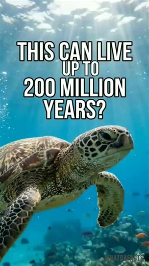 SEA TURTLE | Amazing Random Facts