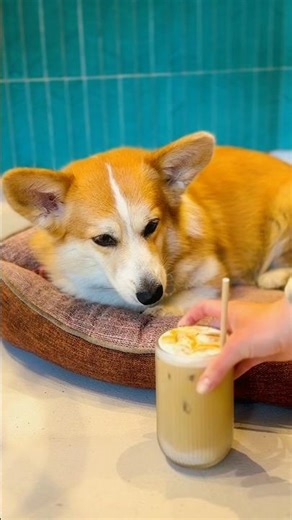 Hi, it’s Juice 🐾 The real corgi manager of a real Corgi Cafe in Barcelona 💛