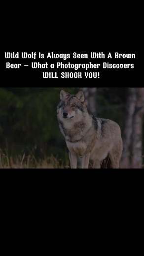Wild Wolf Is Always Seen With A Brown Bear – What a Photographer Discovers WILL SHOCK YOU! #heartwarming #petlover #animaltok #animalstories #wildlife