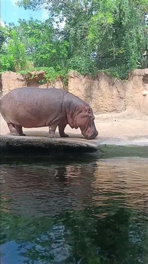 Hippo 2 #sanantoniozoo #zoo #hippopotamus