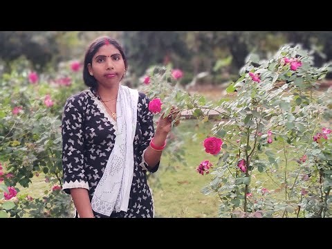 hello doston Radhe Radhe Jay Shri KrishnaRohit Kumar UN dance channel is live