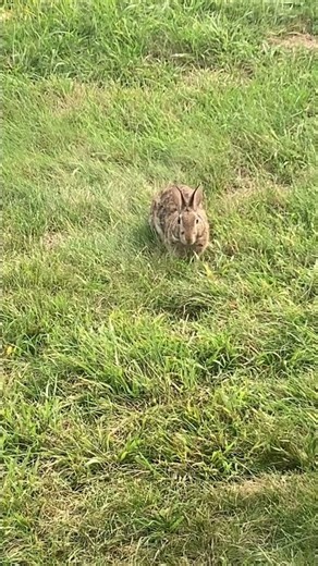 Wild Rabbit CHEWING MOUTH MOVING EARS #nature #wildlife #cute #fyp #animals #shortvideo #shorts