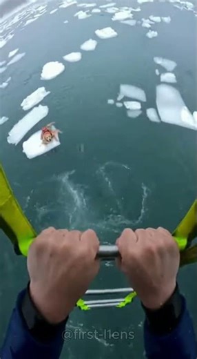 The old man's dog walked onto the fragile ice. #dog #rescue