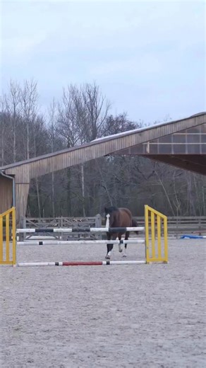 COMMENT MOTIVER UN CHEVAL À SAUTER ? Votre cheval à tendance à courir sur les barres ? Votre cheval dérobe très souvent du même côté ou même votre cheval s’arrête au moindre sous bassement ? Comment faire en sorte pour motiver un cheval à sauter, tout en respectant son intégrité physique et morale ? Pour tous les amoureux du saut d’obstacle, nous avons créé un module spécifique alliant les connaissances de l’éducation du cheval, et les connaissances techniques du saut d’obstacle. À l’occasion de