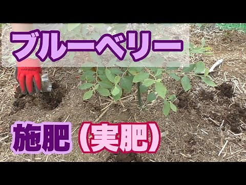 ブルーベリー 施肥（実肥）