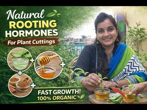Best Natural Rooting Hormones for Fast Plant Growth 100% Organic Methods