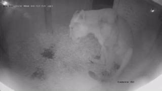 1M views · 10K reactions | New lions at London Zoo! 女殺 Arya the Asiatic lion recently gave birth to three tiny cubs - who represent a huge conservation success at London Zoo. Read more about the birth: https://biaza.org.uk/news/detail/three-endangered-asiatic-lion-cubs-born-at-london-zoo  London Zoo #Caturday | BIAZA | Facebook