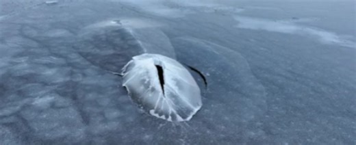 Ice cracks open in Greenland to unveil massive hidden creature