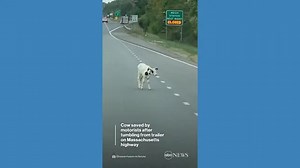 Cow saved by motorists after tumbling from trailer on highway