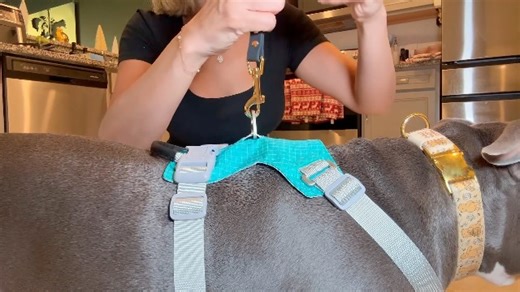 Watch Collar safety clip on Amazon Live