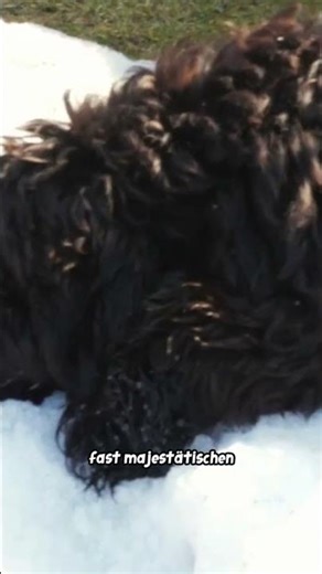 🖤 Kraftpaket mit erstaunlicher Intelligenz 🐕‍🦺