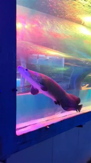 Arapaima🐟 & Alligator Gar 🐟#aquarium #fishtank #arapima #alligator #aquariumfish #alligatorgar#fish