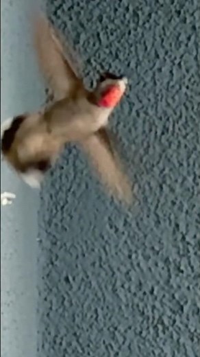 Nature’s Fastest Wings—Up Close #birds