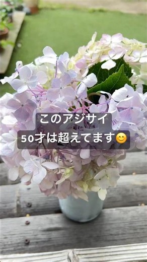 この色好き🥰長生きアジサイ #shorts #ガーデニング #アジサイ #切り花