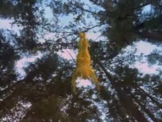 Cirque du Soleil's Journey of Man