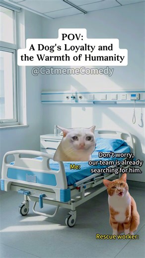Cat meme Comedy😺A Dog's Loyalty and the Warmth of Humanity #catmemes #relatable #relationship
