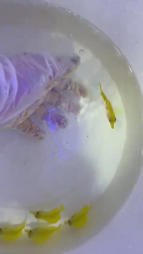 Biota Yellow Tang – Captive-Bred Beauty for Your Reef Tank! 🌟🐠 #yellowtang #surgeonfish #aquarium