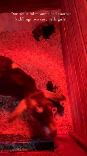 30 reactions · 11 comments | We had to say good bye to a beautiful princess. She was a beautiful little soul who gave us two kidding with beautiful babies. She hurt herself in a crazy accident. We are going to miss our beautiful girl. Goodnight sweet princess Claire | Patti S Jones | Facebook