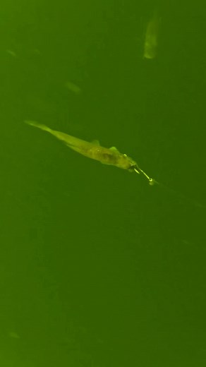 Fleeing movement triggers the attack !! #pike #fishing #underwater #pikeattack #fish #underwaterworld #pikefishing #fishingvideo #livebait #underwatercamera | Underwater World