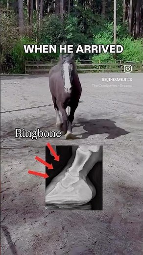 What Actually Helps Arthritic Horses Move Better