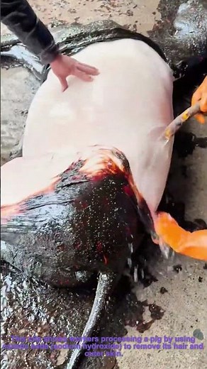 Pig Dehairing: Using Caustic Soda for Skin Processing