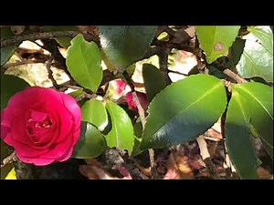 さわやか自然百景（ｵｶﾘﾅ）