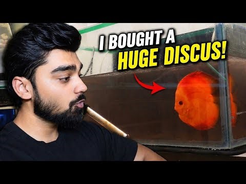 I Bought a HUGE Discus Fish… Worth It or Big Mistake? 😳🐠