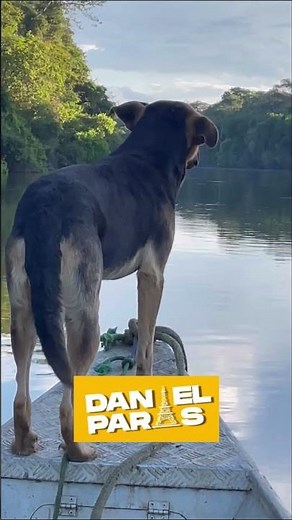 Olha o cachorro aventureiro Juliano 😱👏❤️