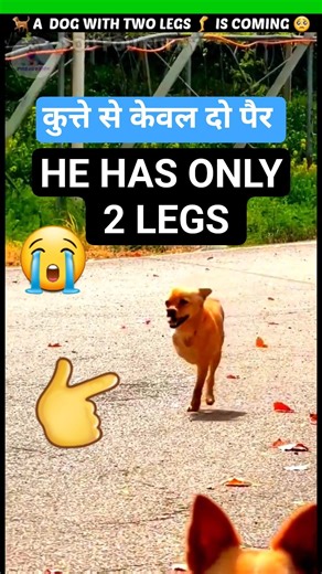 2 पैरों पर चलने वाला कुत्ता 🐕 टॉमी के सिर्फ दो पैर 🥺 dog videos #dogs #puppy #pets