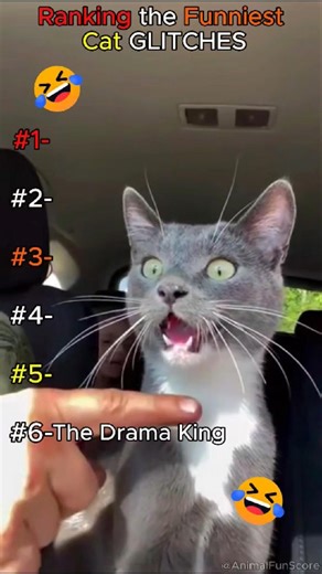 Top 6 Cursed Cats You Won't Believe! 🔥 | #rank #cats #shorts