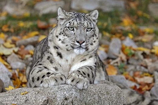 International Snow Leopard Day: 10 Incredible Facts About the “Ghost of the Mountains”