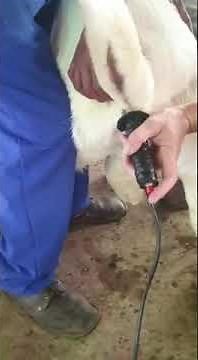 Semen collection through Electroejaculater in Buck in arabic language