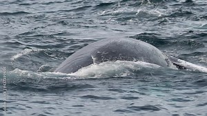Humpback whale Megaptera novaeangliae breaches near Norway. Amazing whale swimming in ocean in front of large ship. Concept of wildlife, nature.. Slow motion version