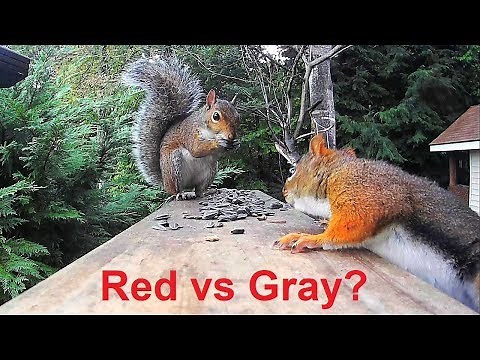 Red Squirrel vs. Gray Squirrel