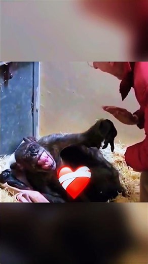 This Chimpanzee is Dying and Want to See His Friend For The Last Time! ❤️‍🩹