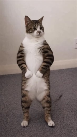 Atlas aka the dance floor General on Instagram: "Caught a vibe. Refused to let it go 😼🐾 #cat #fyp #kitty #boo #tabby"