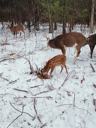 Exploring American Wildlife: A Journey into Nature