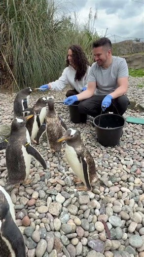 Feeding penguins experience at Belfast Zoo