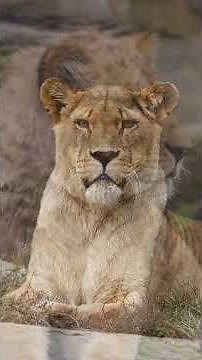 Lions - Beautiful Animals by Oxbridge Baby #learntotalk #oxbridgebaby #preschoollearning