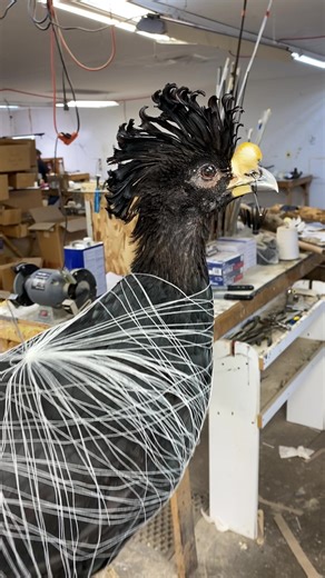 Curassow from Mexico. This bird was salted and sun dried for years. Brought back to life!! #birdtaxidermy #taxidermylife #taxidermytiktok #birdmounts #uplandgamebirds